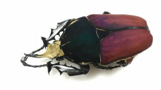 Beetle Coleoptera Cetoniidae,  Mecynorhina Torquata Ugandensis (m 71mm, )