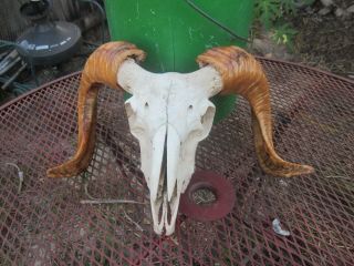 Large Ram/sheep Skull Bone Science Animal Teeth Bones Santeria