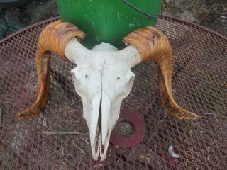 LARGE RAM/SHEEP SKULL BONE SCIENCE Animal Teeth BONES SANTERIA 4