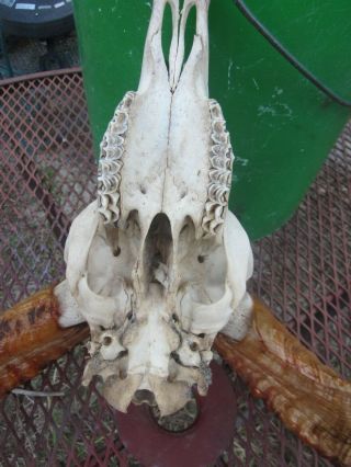 LARGE RAM/SHEEP SKULL BONE SCIENCE Animal Teeth BONES SANTERIA 5