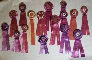 Large Horse Show Ribbons Rosette Purple Yellow Green Red