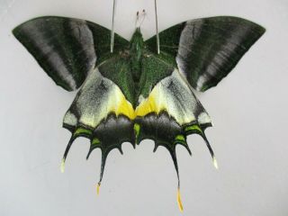 Pa4726.  Unmounted Butterflies: Teinopalpus Imperialis.  North Vietnam.  Ha Giang