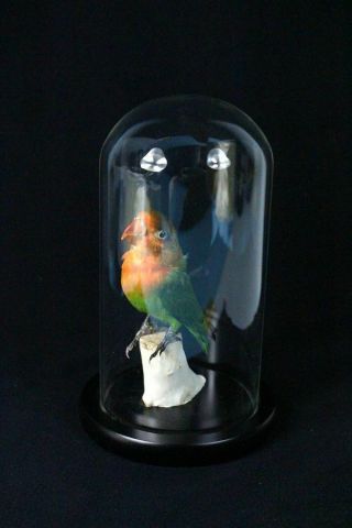 Taxidermy Green Parrot Closed Wing Mounted In Glass Dome A2
