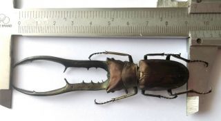 Cyclommatus Metallifer Finae 94mm From Peleng Indonesia