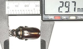 Lucanidae Lucanus Pseudolucanus Gracilis 29.  7mm S.  Tibet