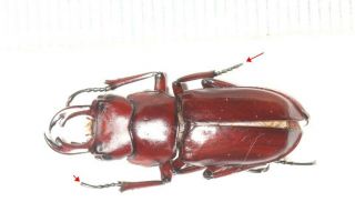 Lucanidae Dorcus Digonophorus Motuoensis 24.  7mm Tibet