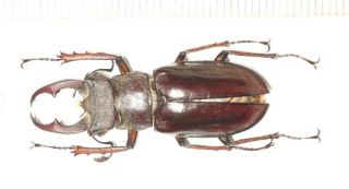 Lucanidae Lucanus Liupengyui N.  Sp.  33.  6mm Tibet