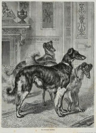 Dog Saluki Persian Gazelle Hounds Waiting At Door,  1870s Antique Print