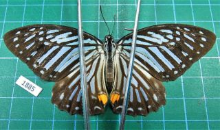 Unmounted Butterfly Papilionidae Graphium Xenocles Ssp.  Female Laos Rare
