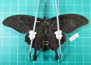 Unmounted Butterfly Papilionidae Papilio Noblei Female Laos Rare