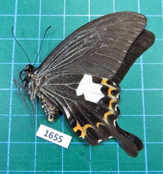 Unmounted Butterfly Papilionidae Papilio noblei female Laos Rare 2
