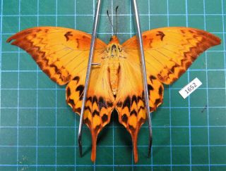 Unmounted Butterfly Papilionidae Meandrusa Payeni Ssp.  Female Laos Rare