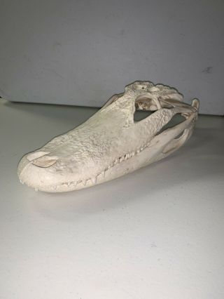 Real 14 " X 6.  25 " Alligator Skull In European Mount