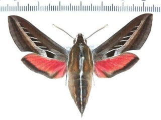 Sphingidae Basiothia Schenki,  Female South African Rep.  Very Rare