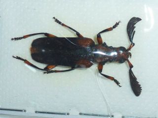 Very Rare Cerambycidae Plectogaster Mirabilis Male Cameroon