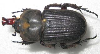 Dynastidae Phileurus Toulgoeti Male A1 (french Guiana) Rare Paratype