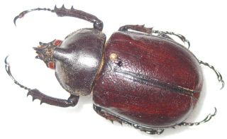 Dynastidae Golofa Claviger Puncticollis Male A1 45mm (french Guiana) Black Form