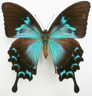 Papilio Ulysses Scylla Female From Saparuea Isl
