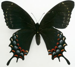 Papilio Garamas Garamas Female Form Amerias From Mexico,  Rare,