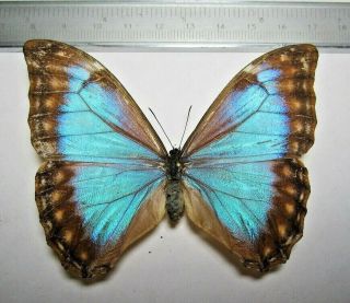 Nymphalidae Satyrinae Morpho Aurora Lamasi Wingspan 95mm,  Female From PerÙ