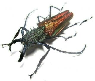 Cerambycidae Prioninae Psalidognathus Superbus 62mm Male 27 From PerÚ