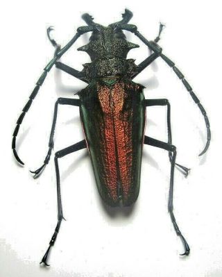 Cerambycidae Prioninae Psalidognathus Superbus 64mm Male 24 From PerÚ