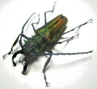 Cerambycidae Prioninae Psalidognathus Superbus 62mm Male 15 From PerÚ