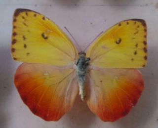 Phoebis Top Rarity Phoebis Avellaneda Female Male Cuba Rare Butterfly