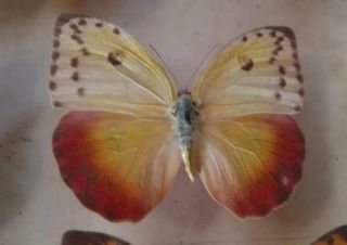 Phoebis Top Rarity Phoebis Avellaneda Female Male Cuba Rare Butterfly Orange