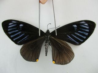 Pa4718.  Unmounted Butterflies: Nymphalidae Sp.  North Vietnam.  Ha Giang