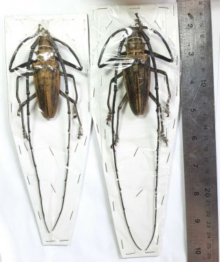 Monster Cerambycidae : Batocera Wallacei Proserpina Kei Isl. ,  2m,  Indonesia.