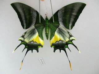 Pa4723.  Unmounted Butterflies: Teinopalpus Imperialis.  North Vietnam.  Ha Giang
