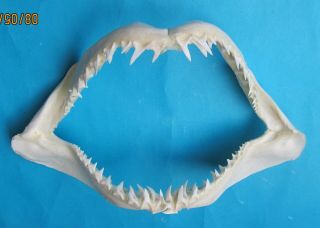17 1/4 " White Mako Shark Jaw Teeth Taxidermy For Scientific Study Sd - 357