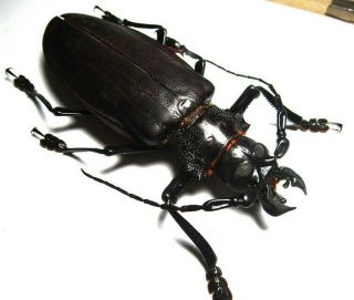 Cerambycidae Prioninae Titanus Giganteus 130mm,  3 From PerÚ