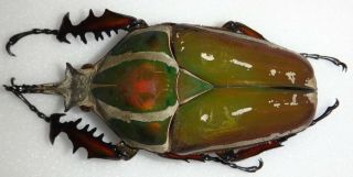 Mecynorrhina Ugandensis Male Giant Beetle 77mm,  Cetonidae Wild Caught In Uganda