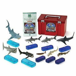 Colorata Sharks Of The World Dx Vr.  Full Set Solid Illustrated Book Best Buy