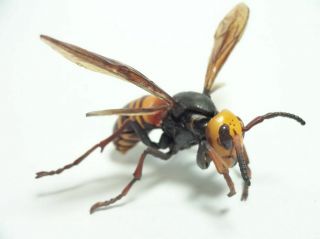 Yujin Asian Giant Hornet Bee Bug Insect Pvc Mini Figure Figurine Model Rare