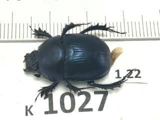 K1027 Unmounted Beetle Insect Scarabaeidae Vietnam Central