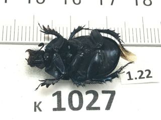 k1027 Unmounted Beetle insect Scarabaeidae Vietnam CENTRAL 2