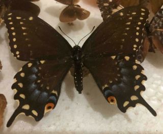 Papilio Andraemon Papilioninae Subfamily Male Cuba Rare Butterfly
