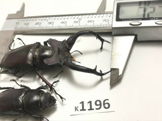 K1196 Unmounted Beetle Lucanus Dongi 72mm ?? Vietnam Central