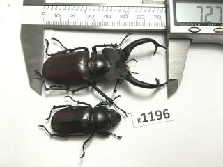 k1196 unmounted Beetle Lucanus Dongi 72mm ?? Vietnam central 2