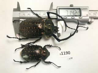 K1190 Unmounted 71mm ? Beetle Cheirotonus Vietnam Central