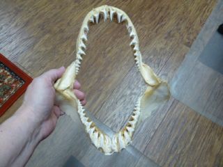 (sj250 - 132 - 3) Mako Shortfin Shark 10 " Wide Jaw Sharks Jaws Teeth Taxidermy
