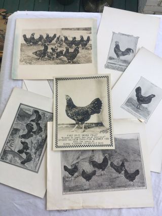 Rare Poultry Photos A.  O.  Schilling Ancona Sheppard Chickens 1912 Ratz