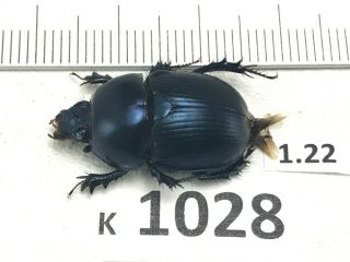 K1028 Unmounted Beetle Insect Scarabaeidae Vietnam Central