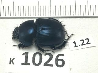 K1026 Unmounted Beetle Insect Scarabaeidae Vietnam Central
