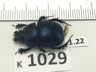 K1029 Unmounted Beetle Insect Scarabaeidae Vietnam Central