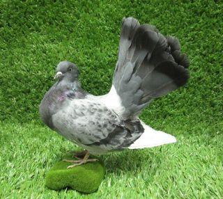 Grey And White Fantail Pigeon Dove Real Bird Taxidermy Mount