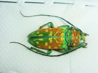 Very Rare Cerambycidae Sternotomis Flavomaculata Male Cameroon